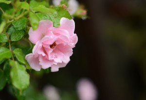 ピンクのバラ