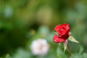 赤いバラ