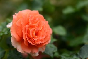 オレンジ色のバラ
