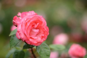 微妙な色のバラ