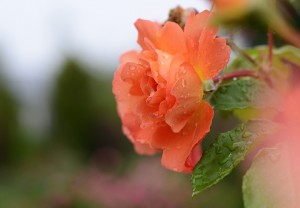 オレンジ色のバラ