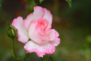 微妙な色のバラ