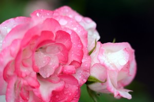 微妙な色のバラ