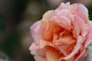 微妙な色のバラ