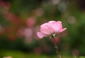 ピンクのバラ