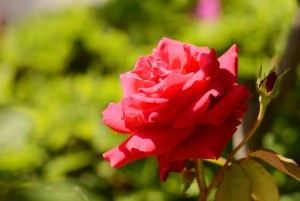 赤いバラ