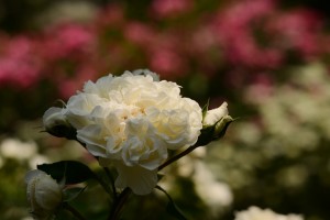 白いバラ