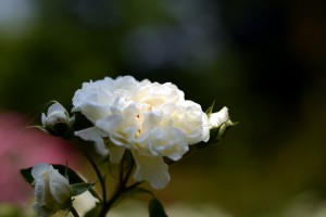白いバラ