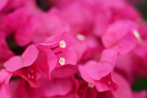 お花屋さんにて