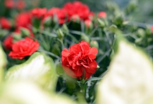 カーネーション