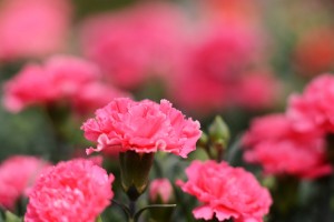 カーネーション