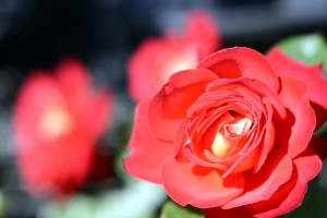 赤いバラ