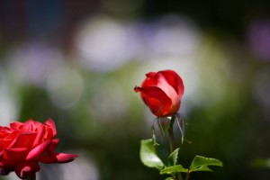 赤いバラ