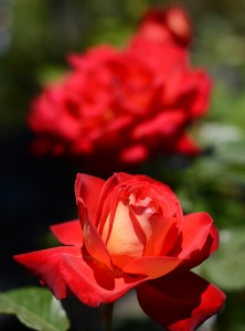 赤いバラ