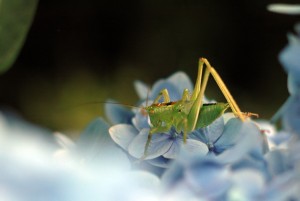 キリギリスの仲間