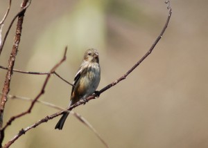 ベニマシコ ベニマシコ