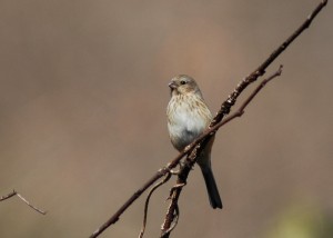 ベニマシコ ベニマシコ