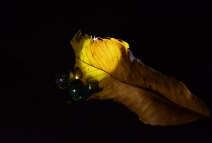 ビー玉と枯れ葉