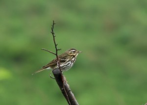 ビンズイ ビンズイ