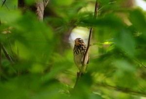 ビンズイ ビンズイ
