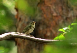 ビンズイ ビンズイ