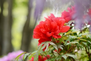 ボタン（牡丹）