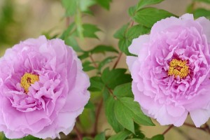 ボタン（牡丹）