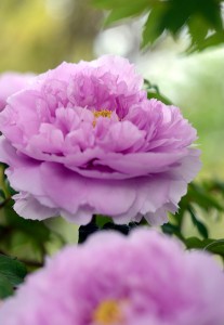 ボタン（牡丹）