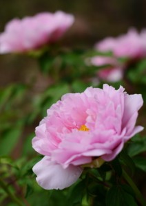 ボタン（牡丹）