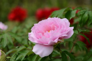 ボタン（牡丹）