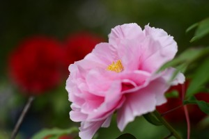 ボタン（牡丹）