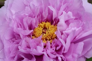 ボタン（牡丹）