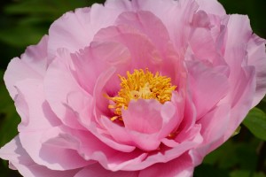 ボタン（牡丹）