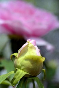 ボタン（牡丹）