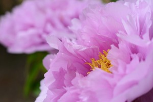 ボタン（牡丹）