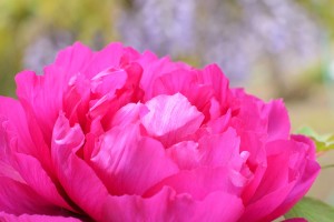 ボタン（牡丹）