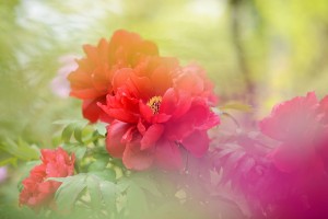 ボタン（牡丹）