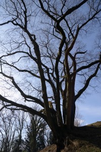 冬枯れの木
