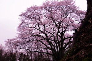 大福桜