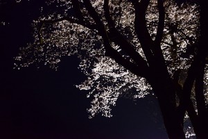 大福桜