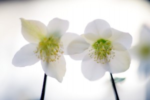 クリスマスローズ