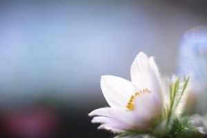 クリスマスローズ