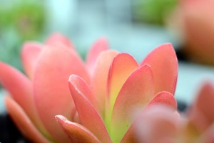 ガーデニングショップにてⅢ