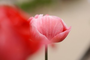 ガーデニングショップにてⅢ