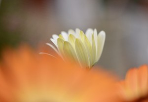 ガーデニングショップにてⅠ