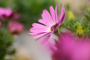 ガーデニングショップにてⅠ