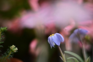 ガーデニングショップにてⅢ