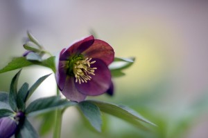 ガーデニングショップにてⅢ