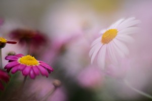 ガーデニングショップにてⅠ