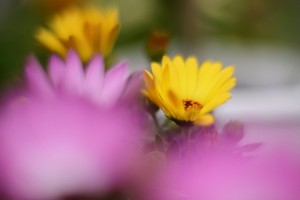 ガーデニングショップにてⅠ